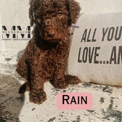 Double Doodle and Morkie Puppies from McCormack Morkies + Merle Doodles