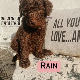 Double Doodle and Morkie Puppies from McCormack Morkies + Merle Doodles