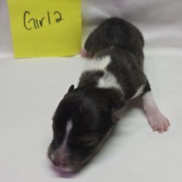 Girly - White and sable female Shetland Sheepdog puppy in Caldwell, Texas from Candyce Witte