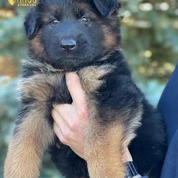 Boy 1 - German Shepherd puppy in Powell, Wyoming from Von Reich Haus