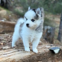 Charming - Black and white male Pomsky puppy in Grass Valley, California from Karalot Pomskies
