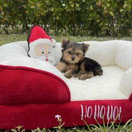Yorkshire Terrier puppies from Moon Ranch Puppies