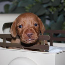 Gaston - Red male Dachshund puppy in Mountain Home, Arkansas from Wood's miniature Dachshunds