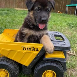 German Shepherd Puppies from Kaiser + Leyna
