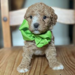 Brandy - Bernedoodle puppy from Sweet Pea Bernedoodles