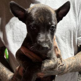 Boy1 - Black brindle male Dutch Shepherd puppy in Watertown, Connecticut from APACHE CANINE