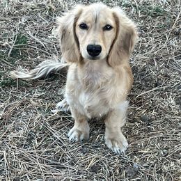 Miss-Moose - Dachshund