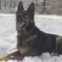 Andi - German Shepherd