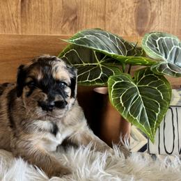 Nevada James - Merle male Saint Berdoodle puppy in Mesa, Arizona from Desert Bohunk Doodles and Branded Bullies