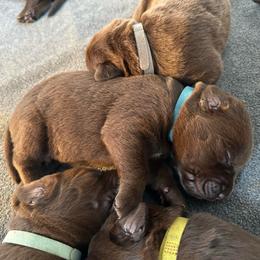 Light Blue Boy - Chocolate male Labrador Retriever puppy in Rock Hill, South Carolina from North Star Retrievers