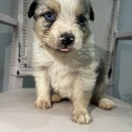 Toy Australian Shepherd Puppies from Shaw Nuff’s Kennels II