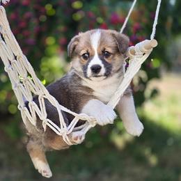 Boy 2 - Red male Pembroke Welsh Corgi puppy in Gig Harbor, Washington from Pacific Northwest Pembroke Welsh Corgis