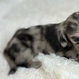 Mira - Dapple female Dachshund puppy in Goodyear, Arizona from D&C Royal Dachshunds LLC
