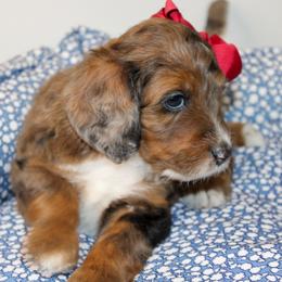Australian Mountain Doodle, Australian Shepherd, Bernedoodle, Labradoodle, and Poodle Puppies from Island View Poodles & Doodles