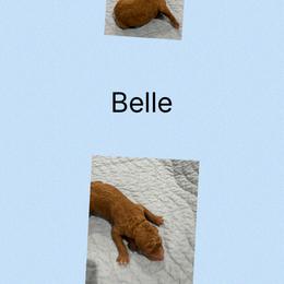 AKC Belle - Red  female Poodle puppy in Harrisburg, Arkansas from Ransone’s Ridge Runners Poodles and Doodles