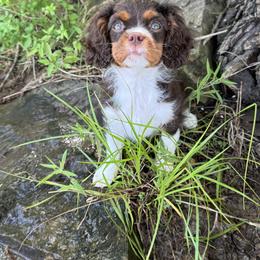 Cavalier King Charles Spaniel Puppies from Dandelions and Kings