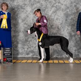 Lilith - Great Dane