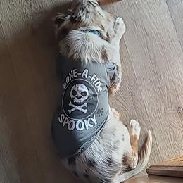 Australian Shepherd Puppies from Howlin' Wolf K9's