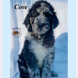 Cove - Merle female Goldendoodle puppy in Sterling, Connecticut from Justine’s Retrievers and Doodles