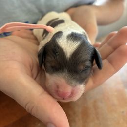 Sunday - Black white and tan female Cockapoo puppy in Adrian, Oregon from ApplebyFarm