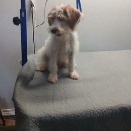 Miniature Schnauzer, Poodle, Schnoodle, and Whoodle Puppies from Kaleidoscope Kennels