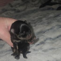 Valerie - Black and tan female Pomeranian puppy in Angleton, Texas from Pomeranian Palace, LLC