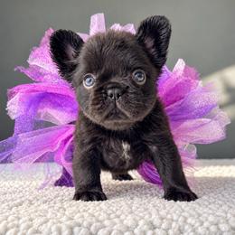 Ellie - Your New Little Bestie - Tricolors female French Bulldog puppy in Porter, Texas from Whatabulldog
