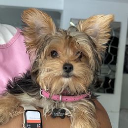 Chanel - Yorkshire Terrier
