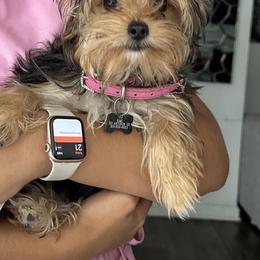 Chanel - Yorkshire Terrier