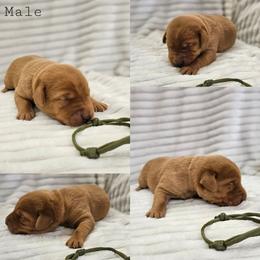 Dark Green Collar - Male - Yellow male Labrador Retriever puppy in Boyd, Minnesota from Lindley Labradors