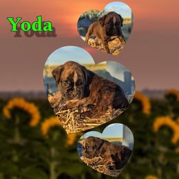 Yoda - Brindle male Boxer puppy in Mountain Home, Idaho from LJK Boxers & Toy Aussies