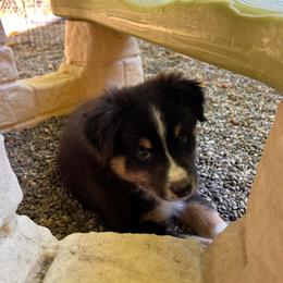 Boy 3 - Black & white male Miniature American Shepherd puppy in Rensselaerville, New York from Callen Kennels