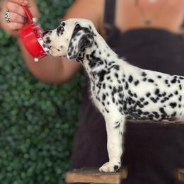 Sequoia - White and black female Dalmatian puppy in Micanopy, Florida from Fortuna Farms