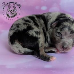 Bruno - Blue merle male Pomeranian puppy in Fultonville, New York from Sandy Aussies & Pomeranians