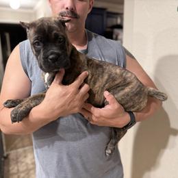 Tigress - Chestnut brindle female Cane Corso puppy in Lubbock, Texas from Hub City Kennel