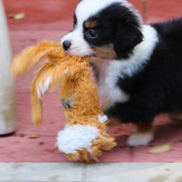Margarita - Black tri female Miniature American Shepherd puppy in South Branch, Michigan from Ross Ranch Mini and Standard Aussie's