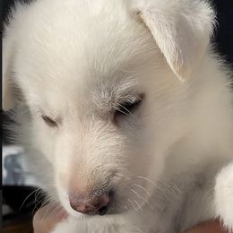 Girl 3 - White female German Shepherd puppy in Camarillo, California from Robert's White German Shepherds