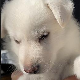 Girl 3 - White female German Shepherd puppy in Camarillo, California from Robert's White German Shepherds