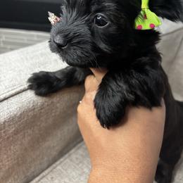 Girl 2 - Chocolate and tan female Yorkshire Terrier puppy in Crandall, Texas from Dee’s pretty puppies