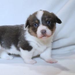 American Corgi Puppies from Diamond Corgis