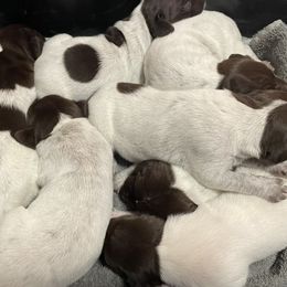 German Shorthaired Pointers from Tricia's GSPs