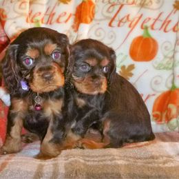 Cavachon, Cavalier King Charles Spaniel, and Cocker Spaniel Puppies from Walnut Grove Cavaliers