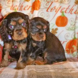 Cavachon, Cavalier King Charles Spaniel, and Cocker Spaniel Puppies from Walnut Grove Cavaliers