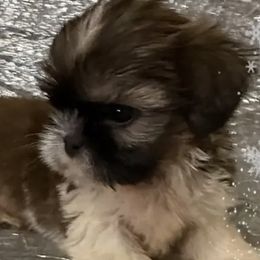 El Cid - Red and white male Shih Tzu puppy in Corpus Christi, Texas from Pam Crump Shih Tzu