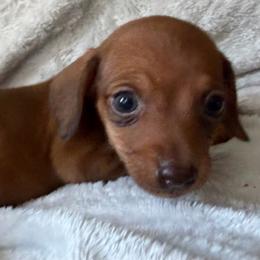Girl 1 - Red female Dachshund puppy in Cherokee, Oklahoma from Special “K” Dachshunds