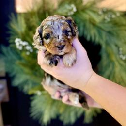 Girl 3 - Merle female Bernedoodle puppy in Salt Lake County, Utah from Coco Avenue Pups