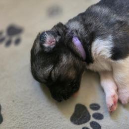 Female 1 - female Native American Indian Dog puppy in Green Creek, North Carolina from NAID Preservation Project: Corn Moon Medicine Dogs