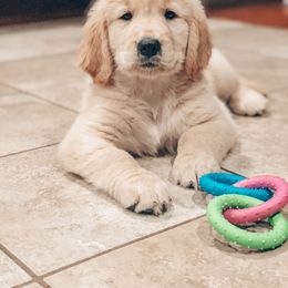 Goldendoodle and Golden Retriever Puppies from Sweet Magnolia Doodles