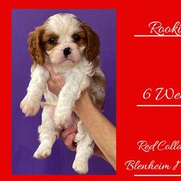 Rookie - Blenheim male Cavalier King Charles Spaniel puppy in Willmar, Minnesota from Starlite Cavaliers