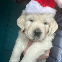 Golden Retriever Puppies from Kansas Prairie Pups